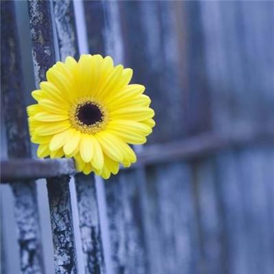 亚博·yabo手机app下载